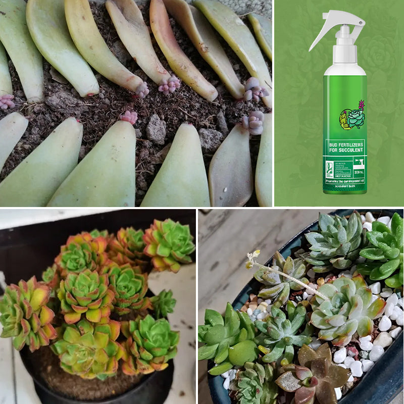 Bud Fertilizers for Succulent Plant