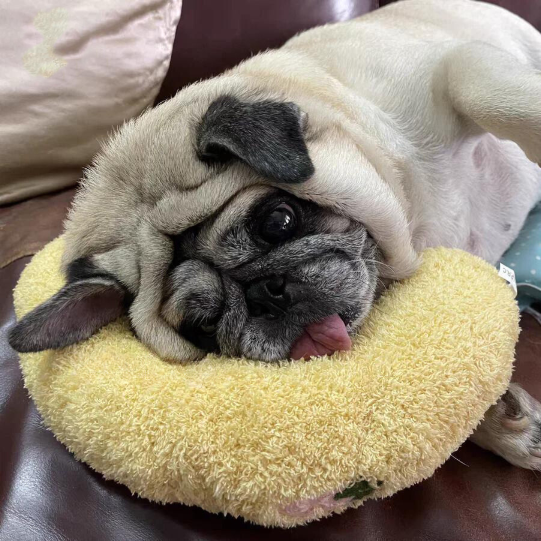 🎁2025 New Year Sale 49% OFF🎁Calming Pillow - Soothe Anxious Pets