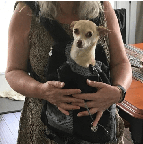 🔥2025 HOT SALE  49% OFF🔥Summer Dog Backpack🐱🐶