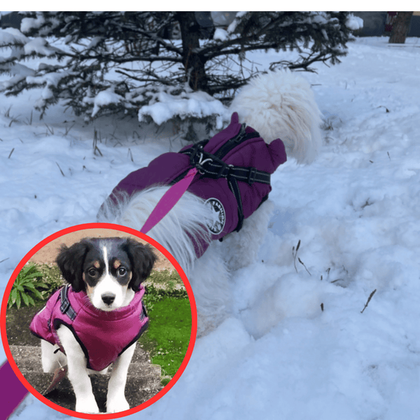 🔥Hot Sale -50% OFF🔥 3 in 1 Winter Waterproof Warm Dog Jacket With Built-in Harness