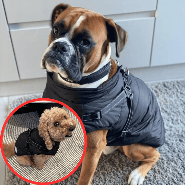 🔥Hot Sale -50% OFF🔥 3 in 1 Winter Waterproof Warm Dog Jacket With Built-in Harness